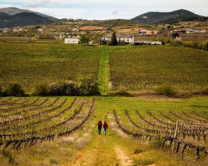 Viñedos de Pérez Caramés en Villafranca del Bierzo