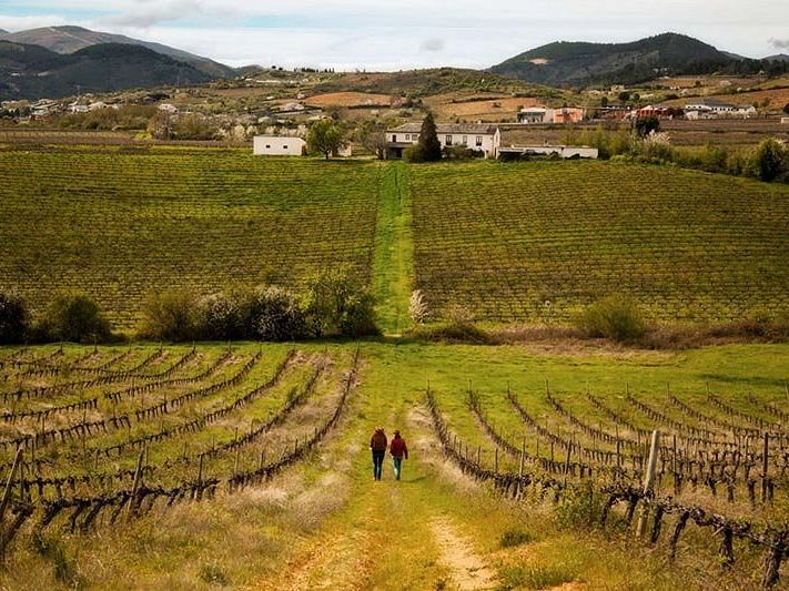 Vista de los viñedos Pérez  Caramés